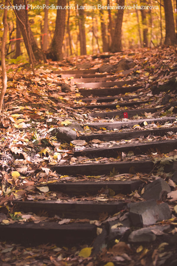 Forest, Vegetation, Park Bench, Grove, Land, Plant, Tree