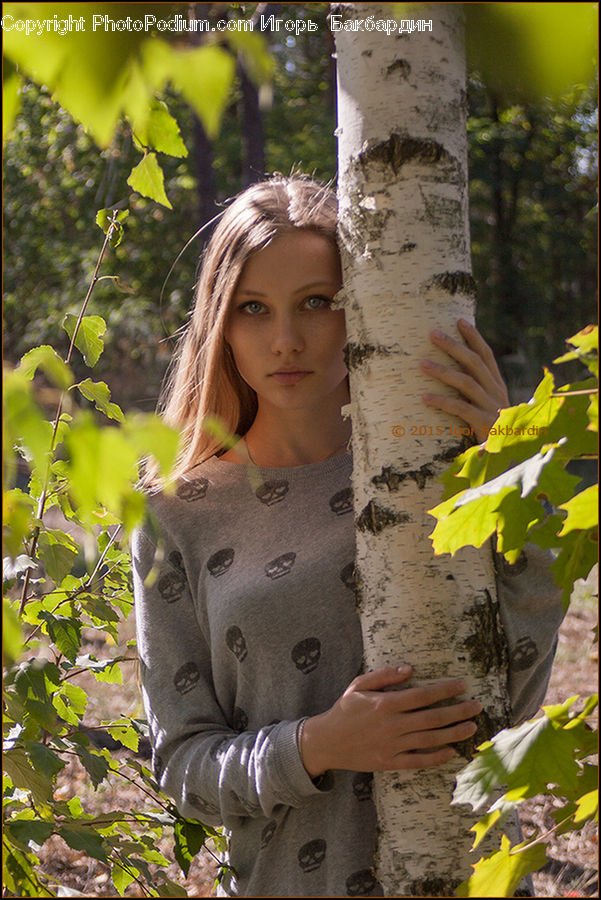 Birch, Tree, Wood, People, Person, Human, Female