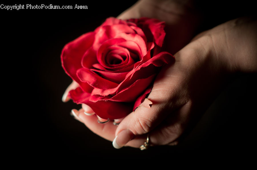People, Person, Human, Blossom, Flower, Plant, Rose