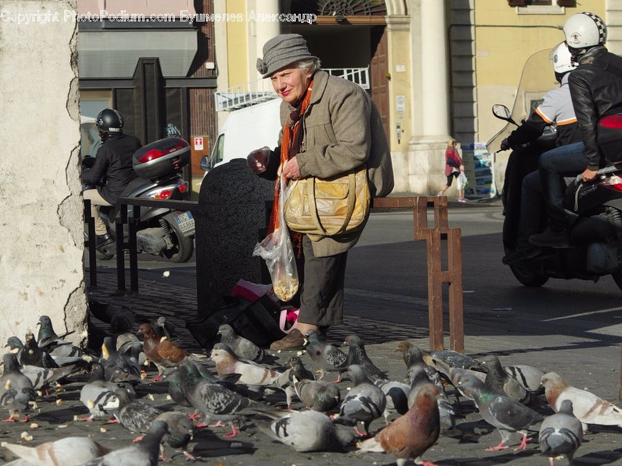 Bird, People, Person, Pigeon, Human, Scooter, Vehicle