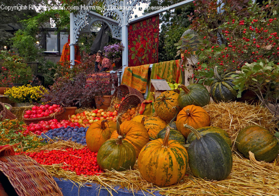 Pumpkin, Squash, Vegetable, Countryside, Harvest, Spice, Citrus Fruit