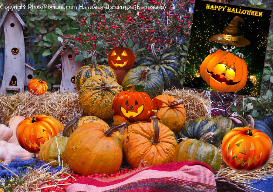 Pumpkin, Squash, Vegetable, Brochure, Flyer, Poster