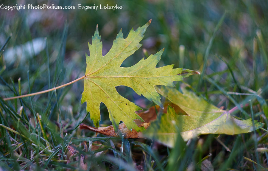 Maple, Maple Leaf, Plant, Blossom, Flora, Flower, Field