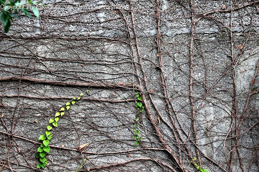 Ivy, Plant, Vine, Birch, Tree, Wood, Leaf