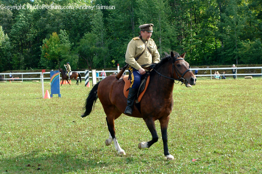 Human, People, Person, Animal, Horse, Mammal, Equestrian