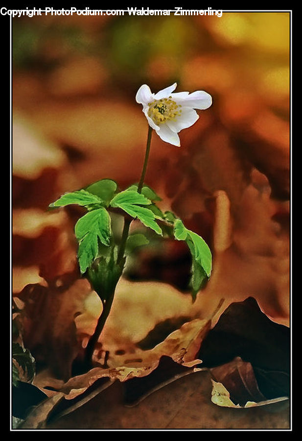 Blossom, Flora, Flower, Geranium, Plant, Ivy, Vine