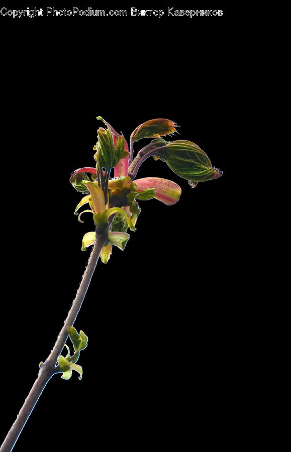 Acanthaceae, Annonaceae, Blossom, Flora, Plant, Weed, Bud