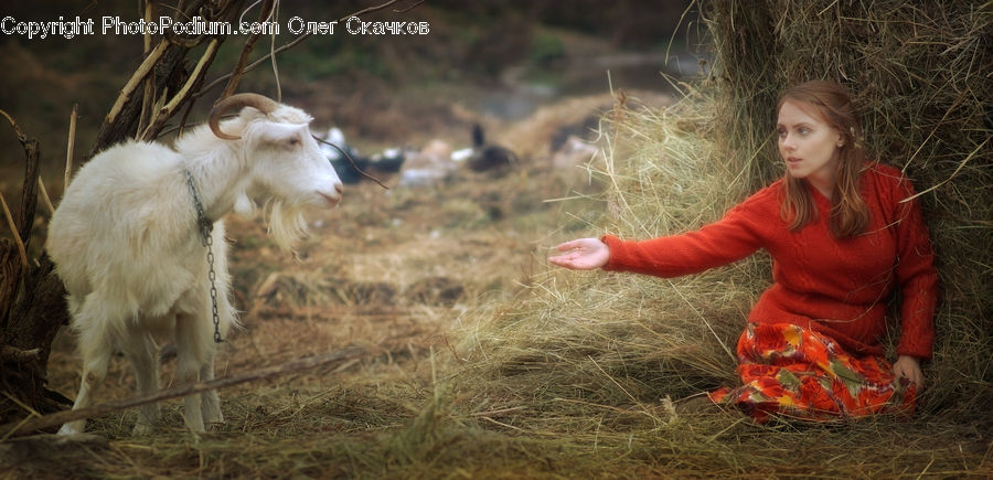 People, Person, Human, Animal, Goat, Mammal, Mountain Goat