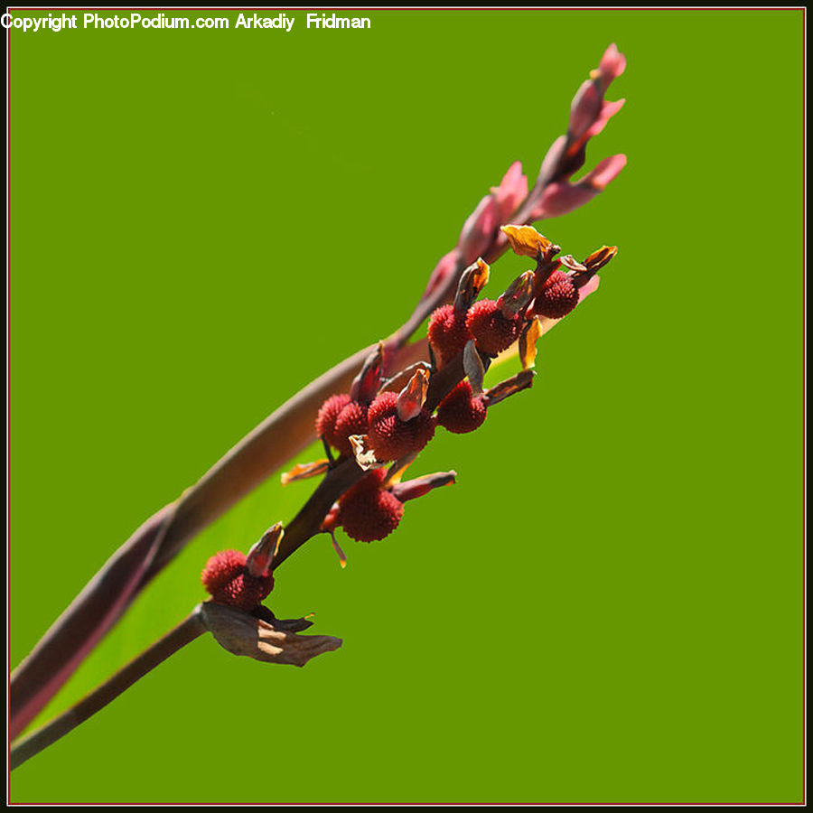 Bird, Hummingbird, Blossom, Flora, Flower, Orchid, Plant