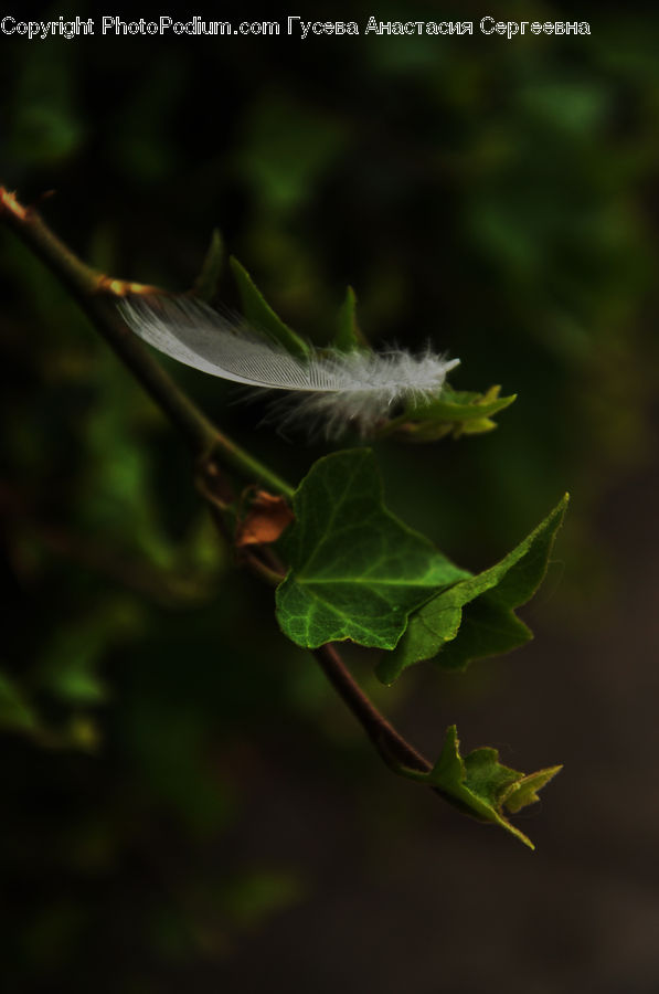 Cricket Insect, Grasshopper, Blossom, Flora, Flower, Plant, Leaf