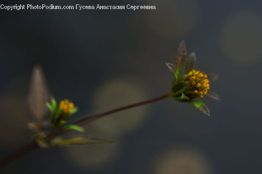 Blossom, Flora, Flower, Plant, Asteraceae, Pollen, Cosmos
