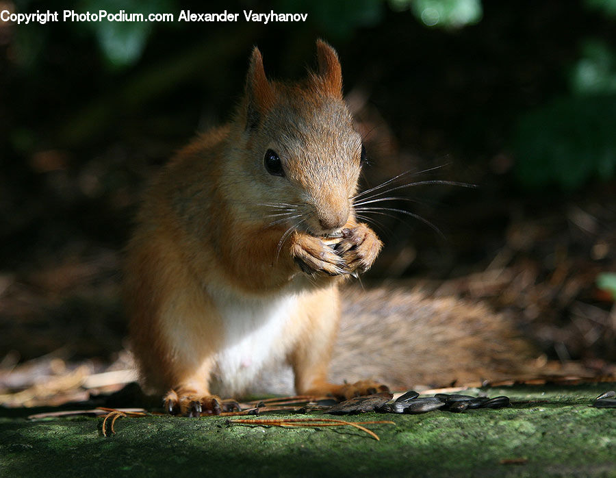 Animal, Mammal, Rodent, Squirrel, Eating, Plant, Vegetation
