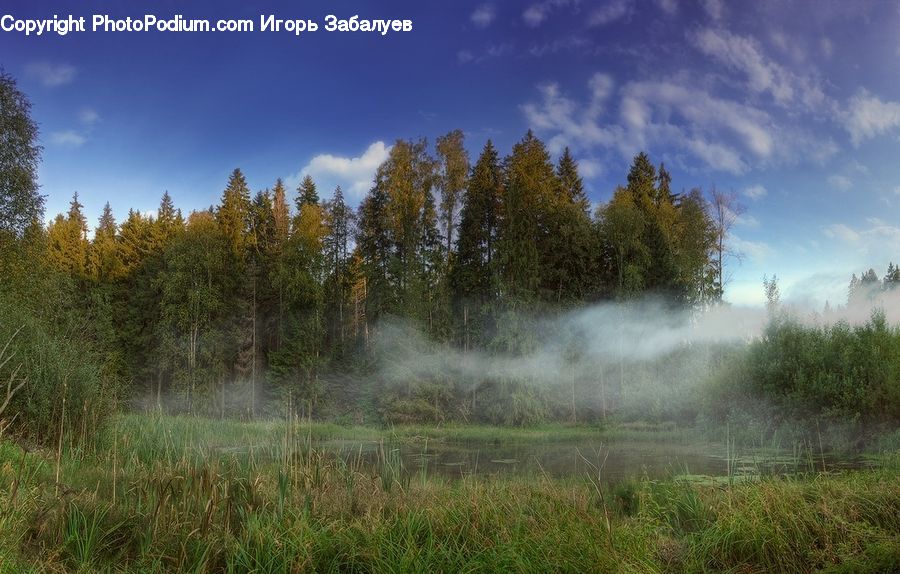 Field, Grass, Grassland, Land, Outdoors, Plant, Fog