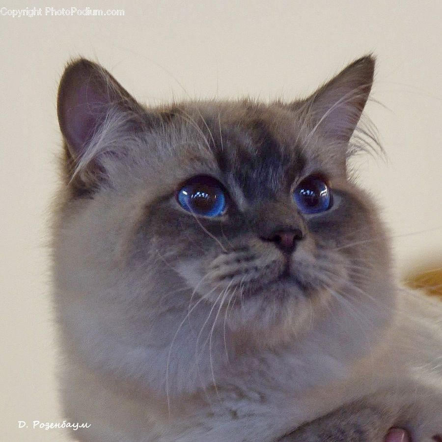 Animal, Cat, Pet, Siamese, Kitten, Mammal