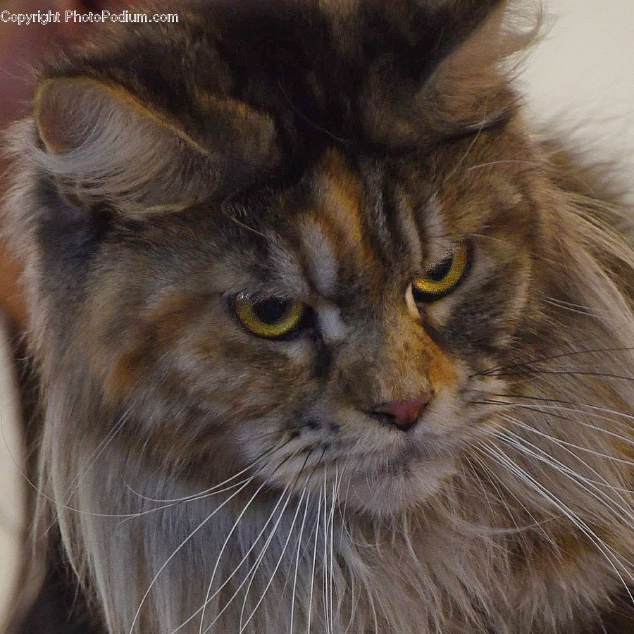 Animal, Cat, Mammal, Manx, Pet