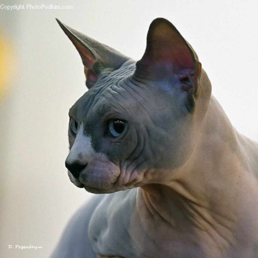 Animal, Bulldog, Canine, Dog, French Bulldog, Mammal, Pet