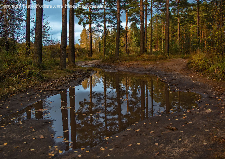 Land, Marsh, Pond, Swamp, Water, Outdoors, Forest