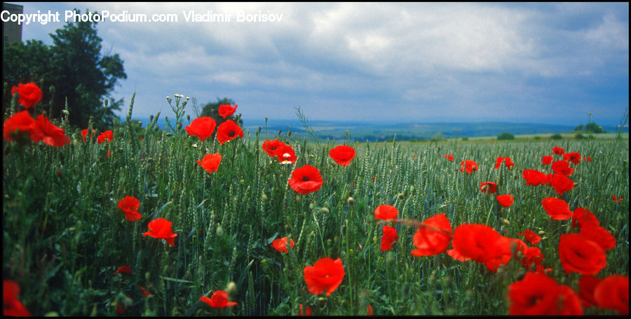 Blossom, Flora, Flower, Plant, Poppy, Field, Grass