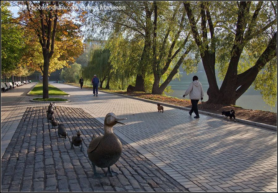 People, Person, Human, Bird, Goose, Waterfowl, Leisure Activities