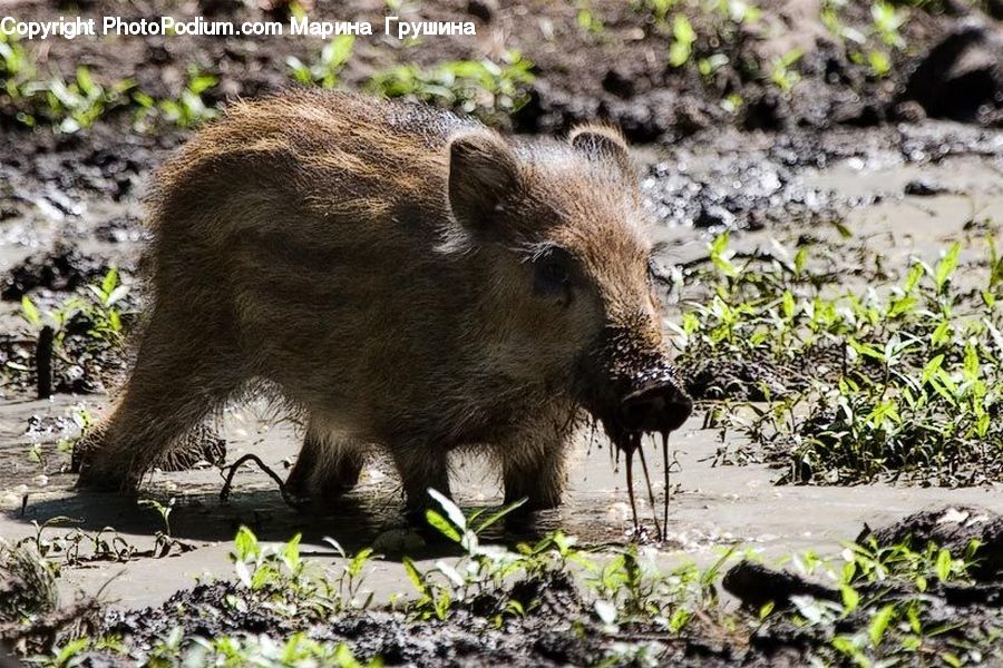 Seaweed, Animal, Boar, Hog, Mammal, Pig, Rock