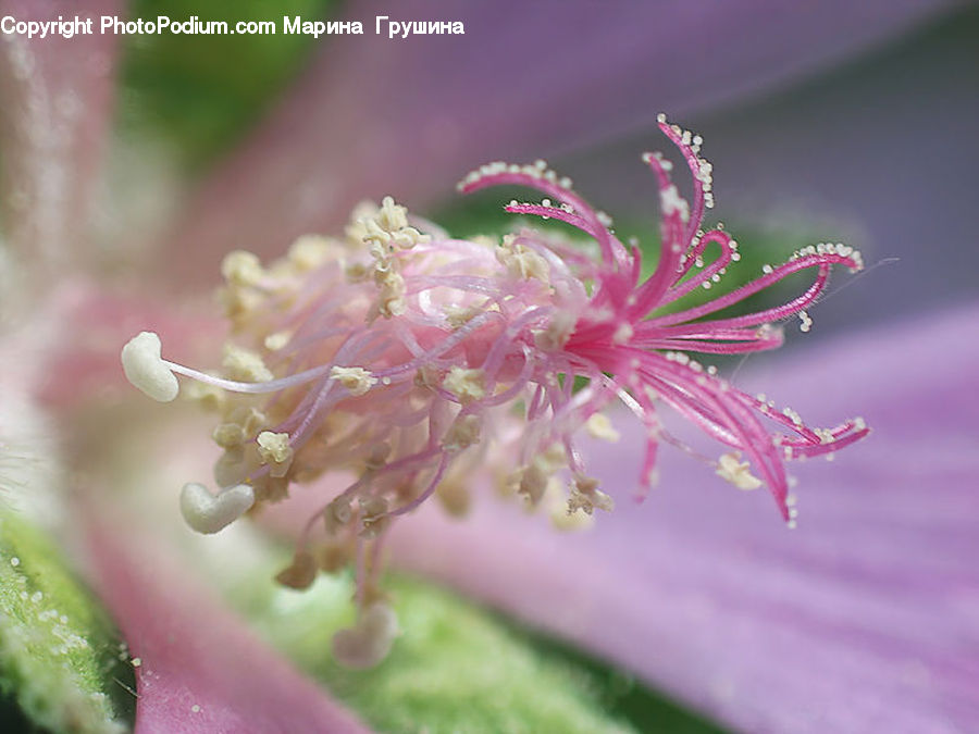 Blossom, Flora, Flower, Geranium, Plant, Cherry Blossom, Pollen