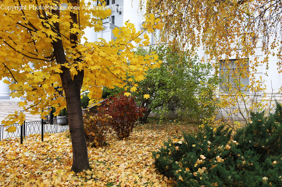 Maple, Tree, Wood, Plant, Bush, Vegetation, Maple Leaf