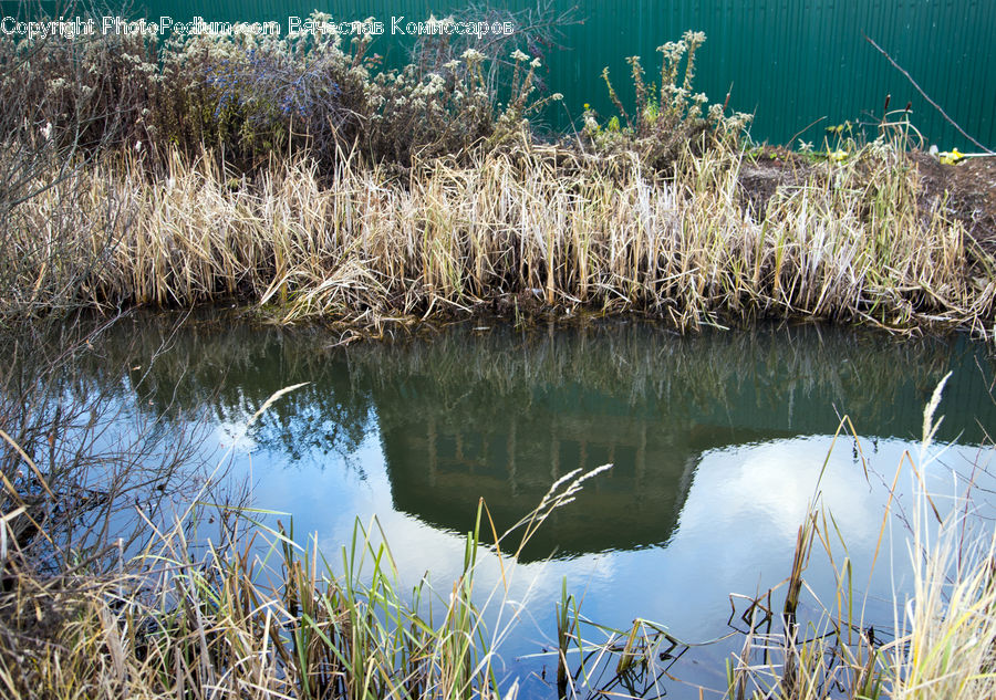 Field, Grass, Grassland, Plant, Reed, Vegetation, Blossom