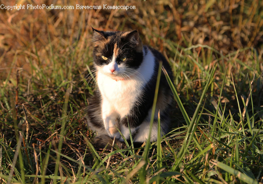 Animal, Cat, Mammal, Manx, Pet, Adorable, Field