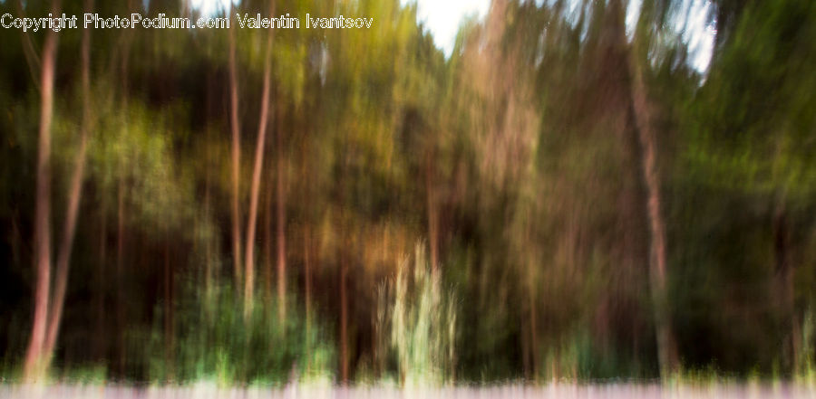 Forest, Vegetation, Birch, Tree, Wood, Conifer, Fir