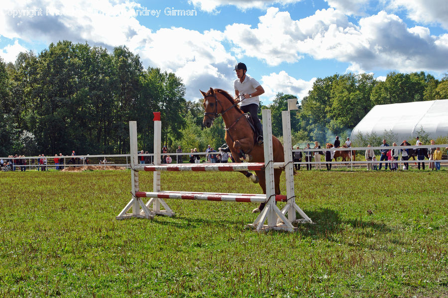 People, Person, Human, Animal, Horse, Mammal, Equestrian