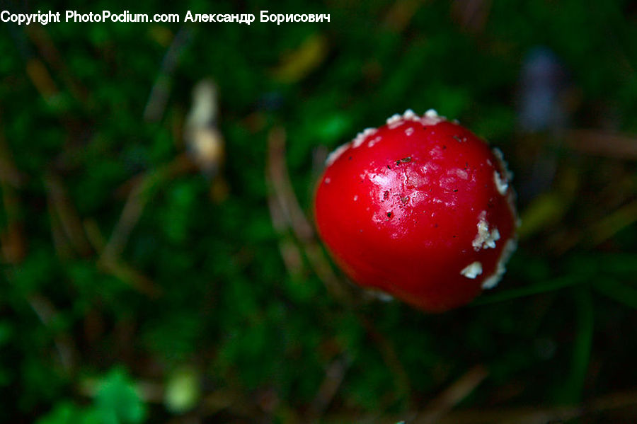 Agaric, Amanita, Fungus, Mushroom, Plant, Fruit, Cherry