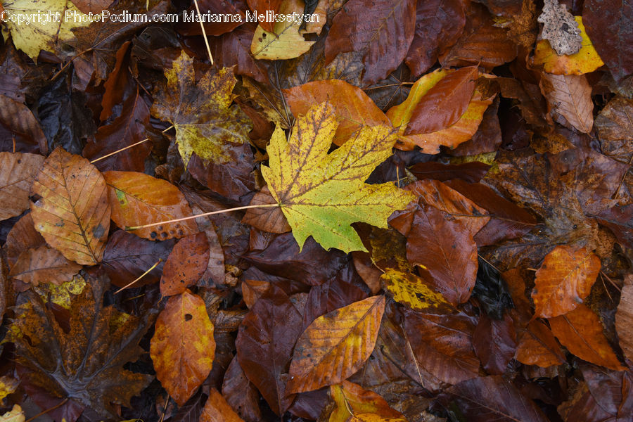 Ivy, Plant, Vine, Maple, Maple Leaf, Rock, Algae