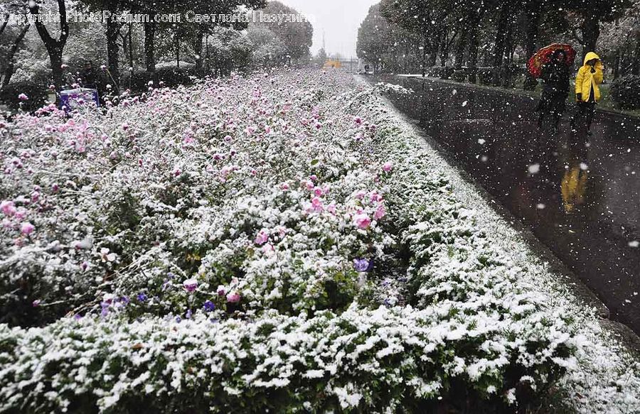 Blossom, Flora, Flower, Plant, Ice, Outdoors, Snow