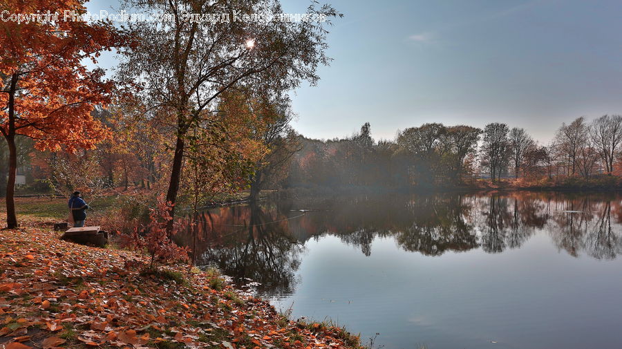Outdoors, Pond, Water, Plant, Tree, Forest, Vegetation