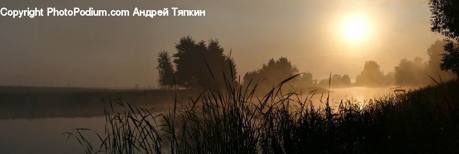 Grass, Plant, Reed, Field, Grassland, Tree