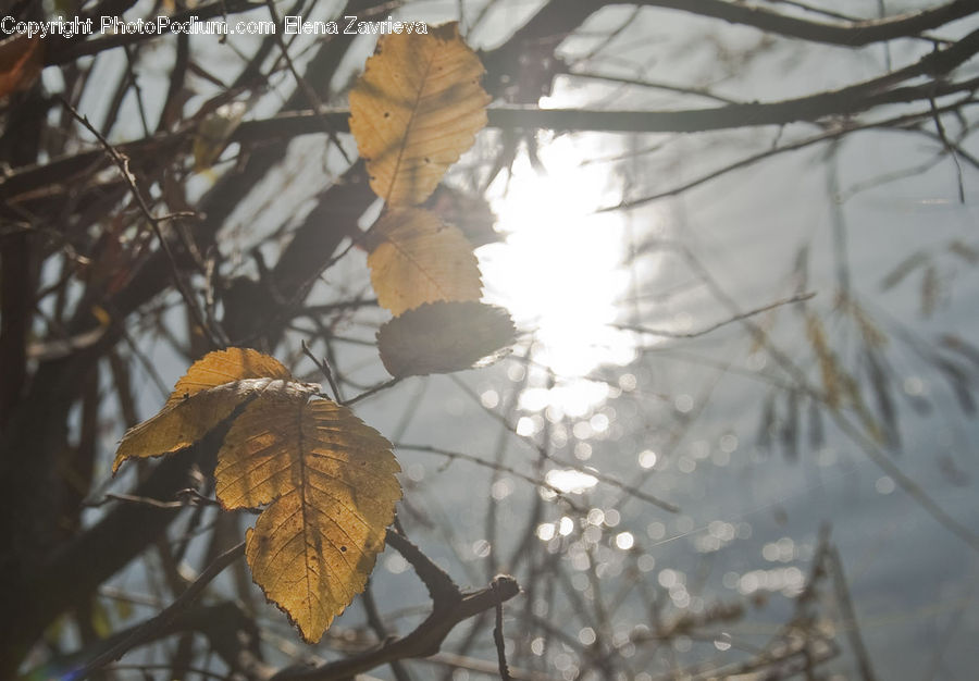 Veins, Birch, Tree, Wood, Maple, Maple Leaf, Plant