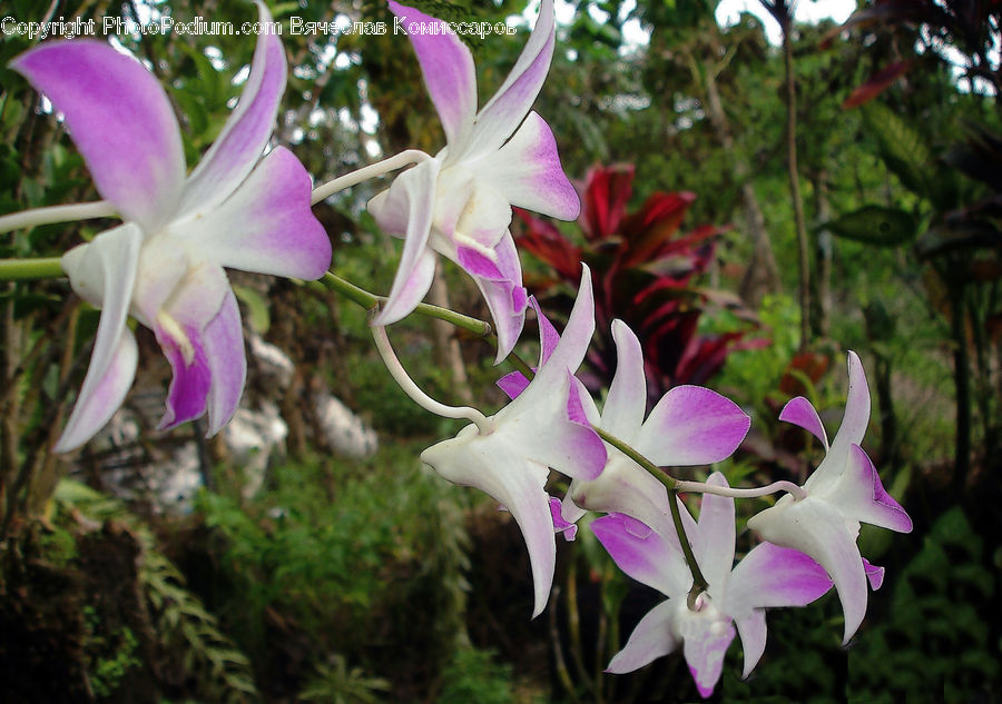 Flora, Flower, Gladiolus, Plant, Fern, Potted Plant, Aquilegia