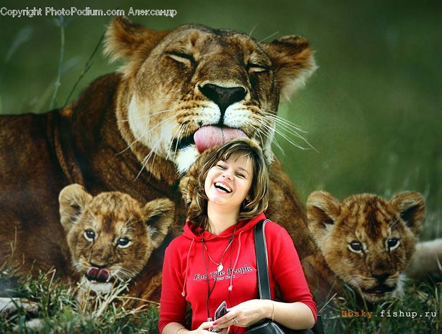 People, Person, Human, Animal, Lion, Wildlife, Mammal