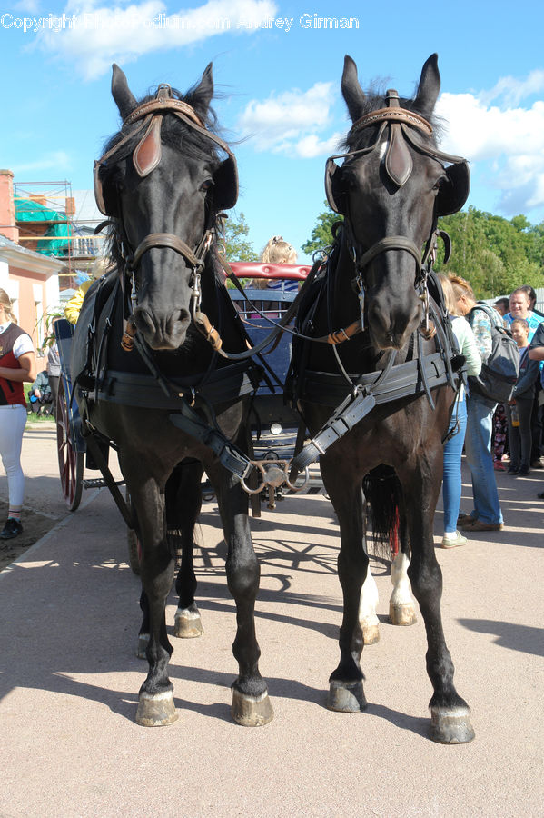 People, Person, Human, Animal, Horse, Mammal, Carriage