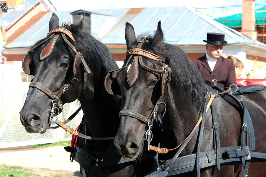 People, Person, Human, Animal, Horse, Mammal, Equestrian