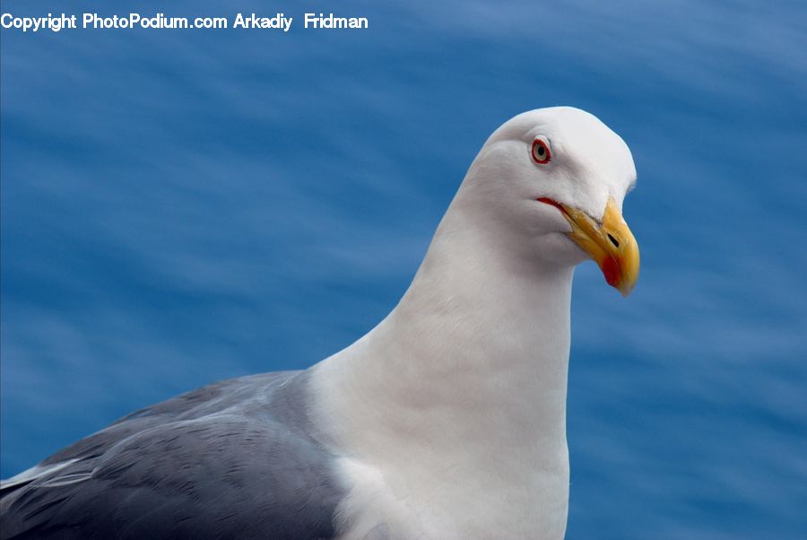 Bird, Seagull, Beak, Albatross