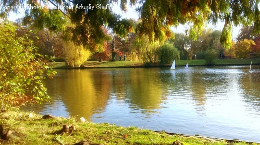 Outdoors, Pond, Water, Forest, Jungle, Rainforest, Vegetation