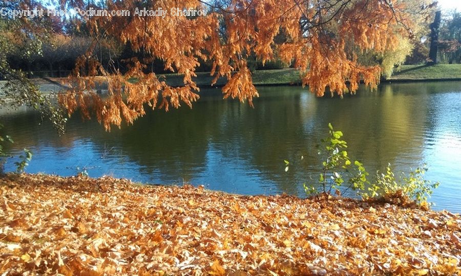 Plant, Potted Plant, Outdoors, Pond, Water, Blossom, Flora