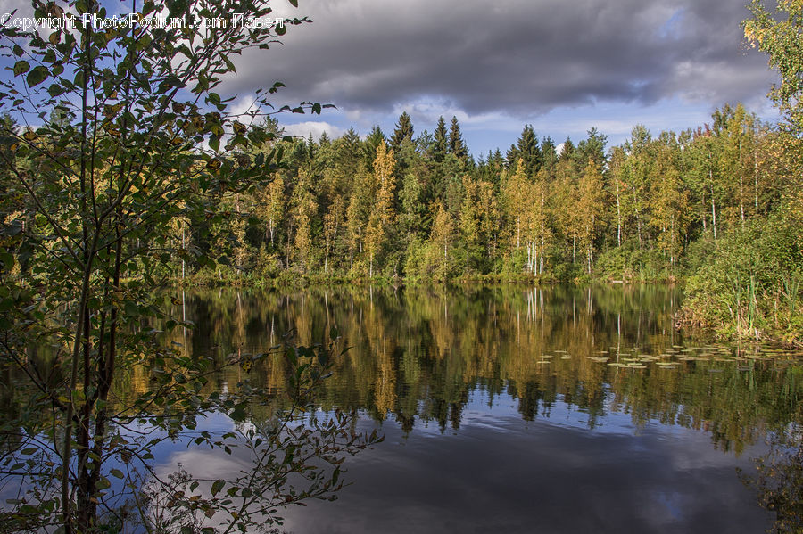 Outdoors, Pond, Water, Land, Marsh, Swamp, Conifer