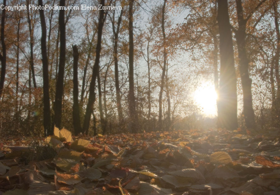 Flare, Light, Sunlight, Forest, Vegetation, Glass, Landscape