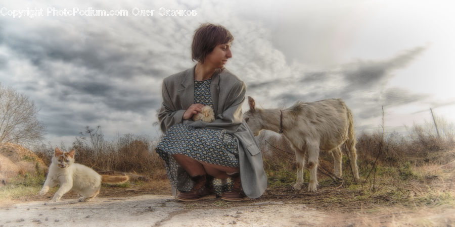 People, Person, Human, Animal, Donkey, Sitting, Bench