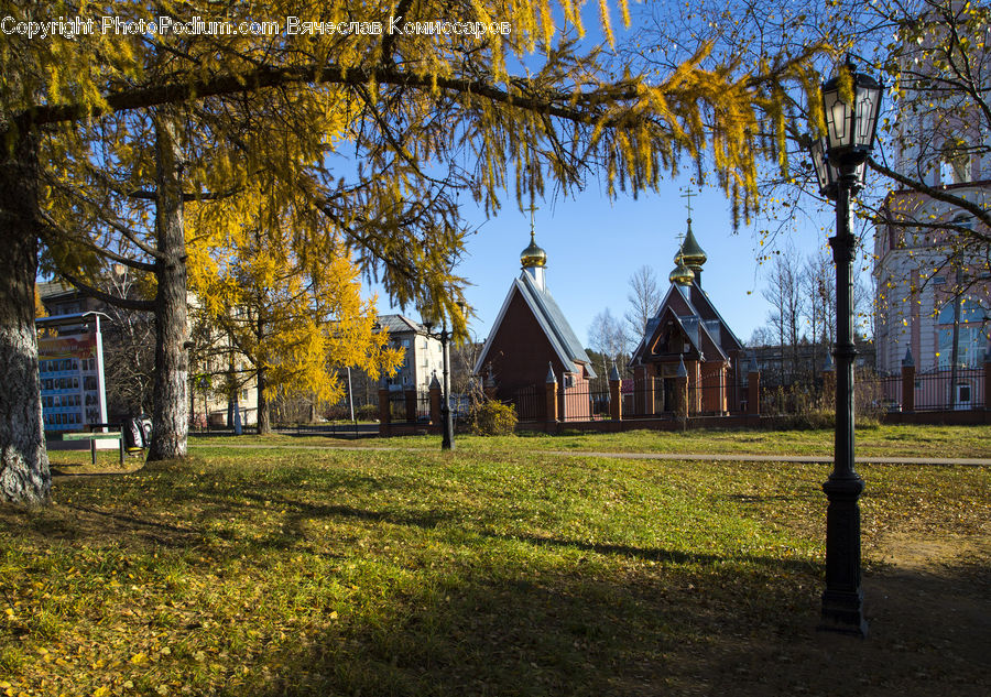 Park, Campus, Conifer, Fir, Plant, Tree, Field