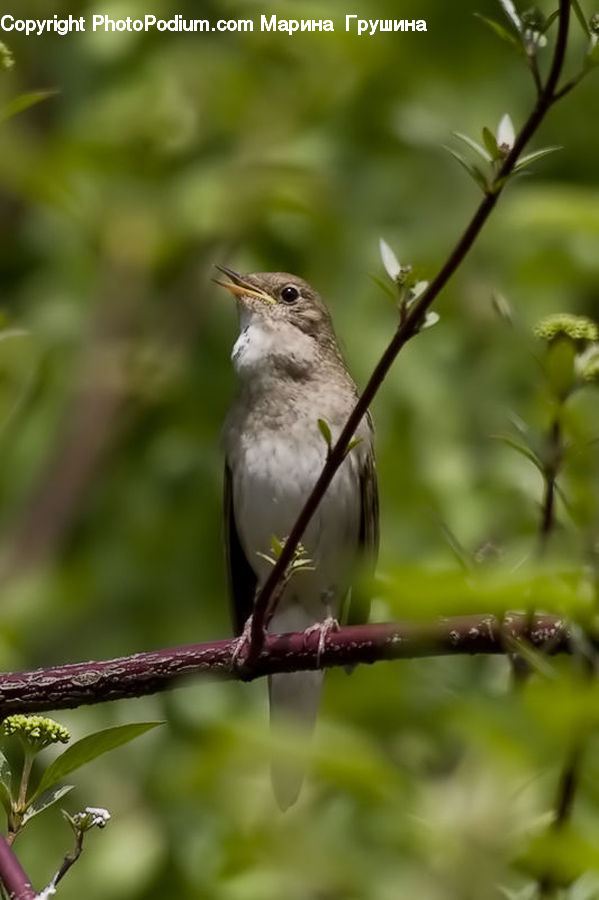Bird, Sparrow, Wren, Swallow, Plant, Blossom, Flora