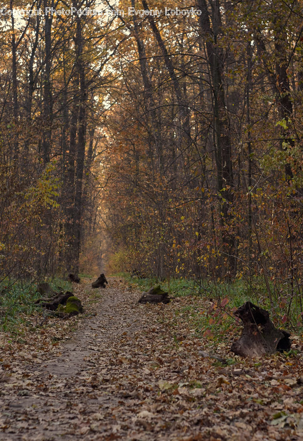 Forest, Grove, Land, Tree Stump, Vegetation, Dirt Road, Gravel