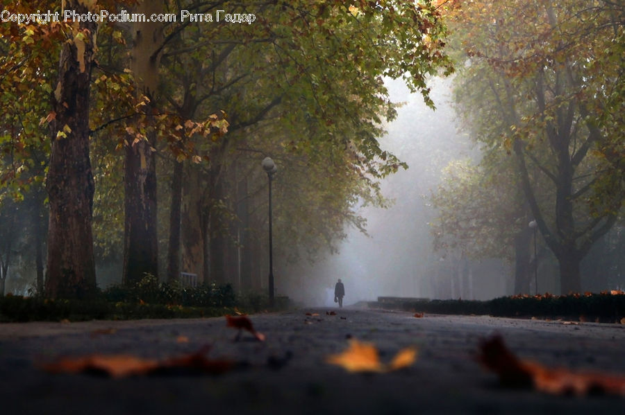 Forest, Vegetation, Asphalt, Tarmac, Plant, Tree, Dawn